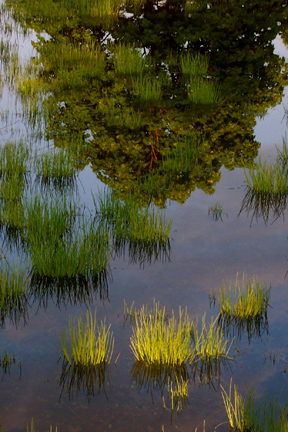 Retention pond reflections